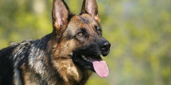 فرنسيون يرفضون قتل كلب عضَّ صديقته حتى الموت