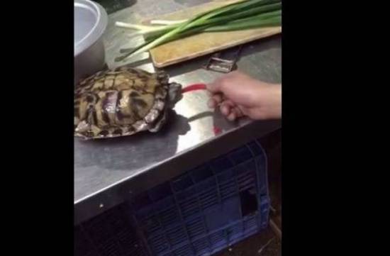 بالفيديو: سلحفاة تأكل الفلفل الحارّ.. شاهدوا ردّ فعلها!