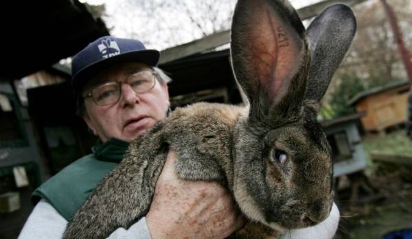 اتهام يونايتد إيرلاينز بالمسؤولية عن نفوق ابن أكبر أرنب في العالم