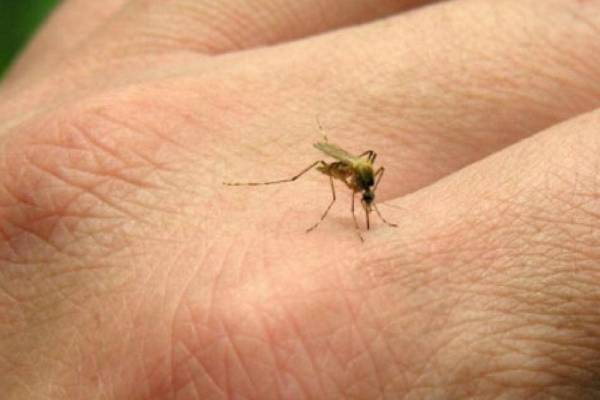 ‏(6) أسباب تجذب البعوض إليك كالمغناطيس