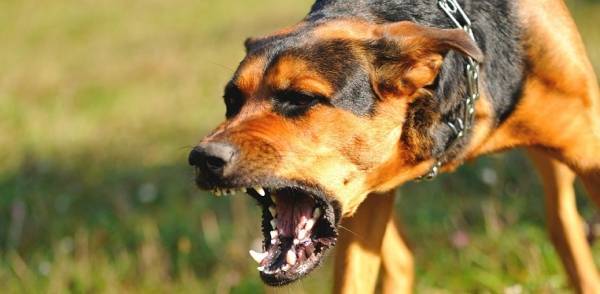 عقوبة جديدة على أي شخص يفلت كلبه في مكان عام بالأردن