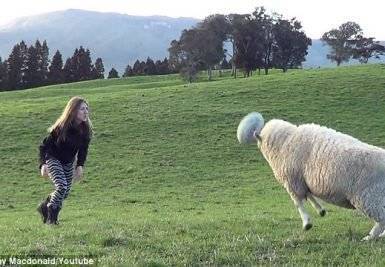 فيديو.. خروف يملك مهارات رائعة في اللعب بالكرة