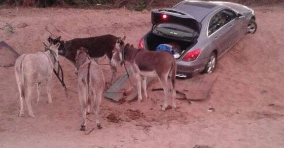 جنوب أفريقيا تستخدم الحمير لتهريب السيارات إلى زيمبابوي