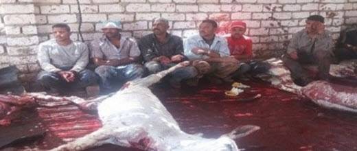 العثور على 25 حماراً مذبوحاً في أحد المخازن بالقاهرة