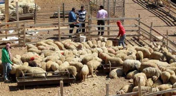 الأمانة تباشر بتحديد وتجهيز مواقع بيع الأضاحي