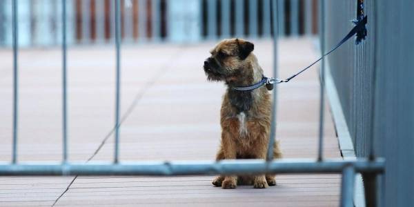 محكمة فرنسية تقضي بالسجن 6 أشهر على رجل ضرب كلبَه