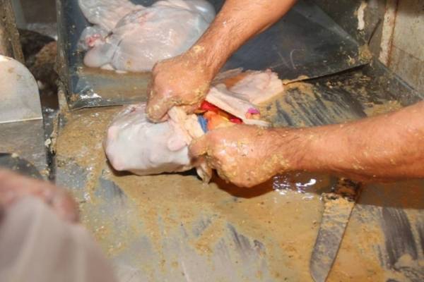 بالصور احباط تهريب مليون حبة مخدرات داخل احشاء خراف بعد تحويلها الى مسلخ عمان