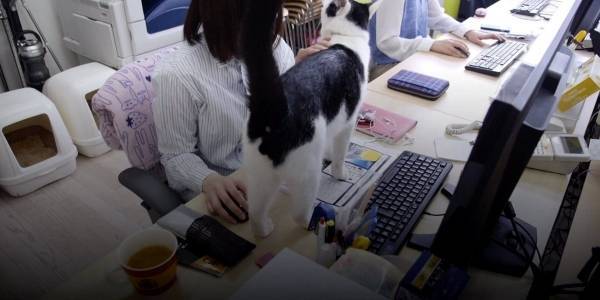 شركة يابانية تطلب من موظفيها اصطحاب قططهم إلى المكتب ل مواجهة ضغط العمل