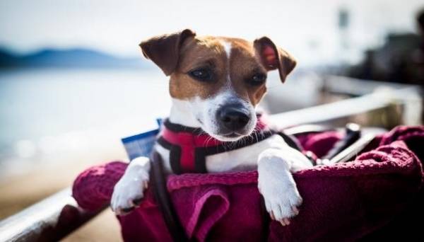 طلب إجازة لمدة عام للبحث عن ” كلبه” الضائع ؟!