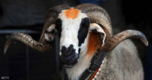 خروف العيد يسقط على تونسي من ارتفاع 3 طوابق