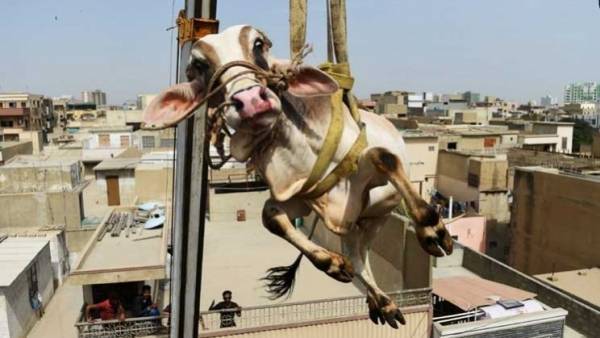 بالصور.. «الأضاحي الطائرة» فقط في باكستان !
