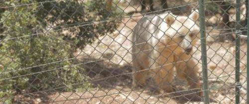 حيوانات حلب حرة في الأردن