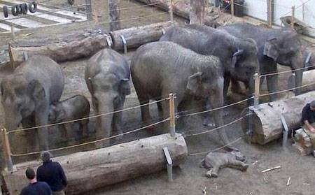 شاهدوا كيف تودع الفيلة ميتها