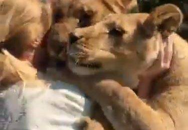 بالفيديو لم تراهما منذ 7 سنوات.. كيف استقبل أسدان هذه السيدة؟