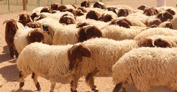 الافتاء تحدد شروط الاضحية الواجب تنفيذها شرعا