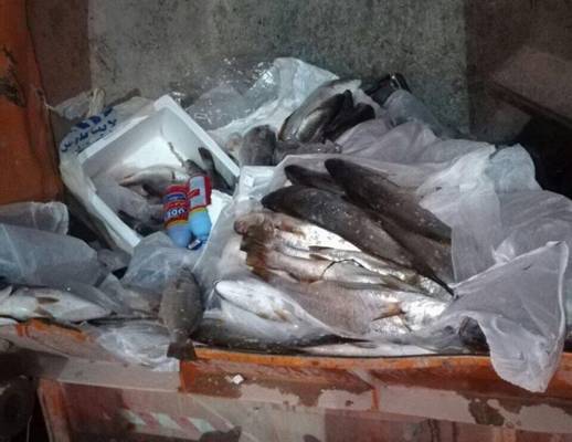 ضبط نصف طن من الأسماك الفاسدة في طريقها لعمان