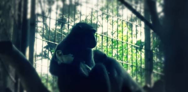 صداقة على طريقة أفلام الكرتون: قرد يتبنى دجاجة