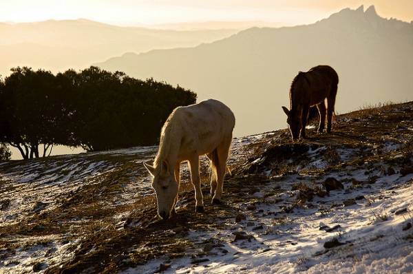 حيوانات ترشحت لمناصب سياسية