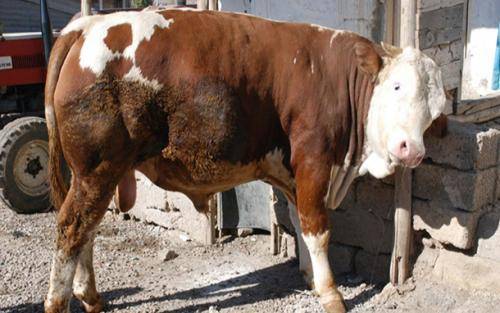 عجل ضحى بصاحبه قبل ان يضحي به