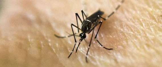 عالم أعصاب يشرح: لهذا السبب يعثرُ البعوض على البشر ويتتبعهم رغم الظلام