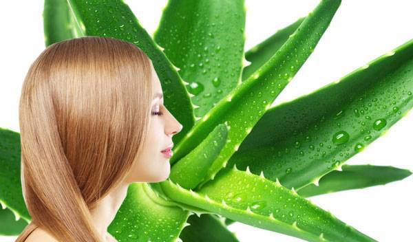 الصبار الطبيعي لتفتيح لون البشرة بعد شمس الصيف (طرق الاستخدام)