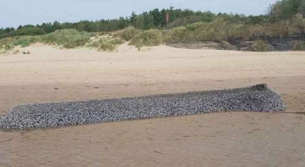 مخلوق غامض مغطى بالأصداف على سواحل بريطانيا..فيديو