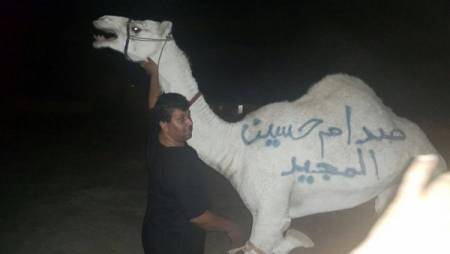 نحر 50 جملاً عن روح صدام حسين في الرمثا