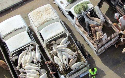 اربد : تعميم لجلب 30 بكبا مارست بيع الاضاحي وذبحها بصورة مخالفة