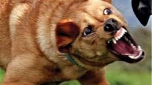 إربد: كلب ضال يعقر 9 أشخاص في تبنة