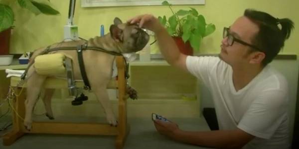 الوخز بالإبر الصينية طريقة علاجية لمعالجة الحيوانات في شنغهاي