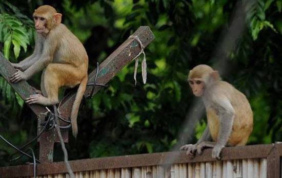 12 قردا ماتوا بالسكتة القلبية لخوفهم من نمر