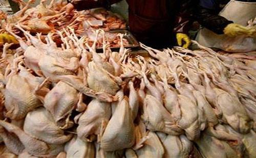 الزرقاء: إتلاف دواجن في طريقها للمواطن