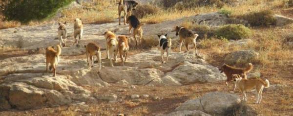 تسجيل 50 حالة عقر بسبب الكلاب الضالة في جرش