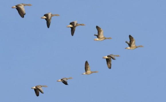 لماذا تحلق الطيور المهاجرة على شكل v؟