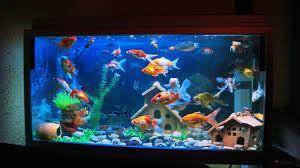 أم السماق ..حوض سمك على الرصيف ومطعم على عينك يا تاجر  صور