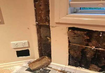 أسراب النحل تغزو منزلًا في أستراليا وتحوله إلى مصنع عسل