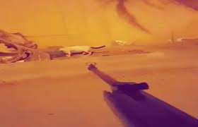 السجن والغرامة لـسفاح القطط في جدة