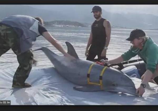 تعرف على الحيوانات التي جندتها إسرائيل للمشاركة في الحروب