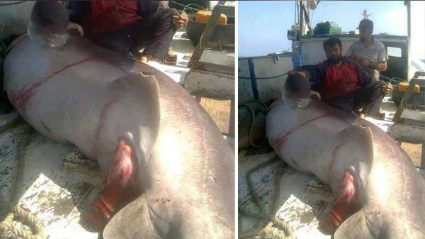 11 ساعة لاصطياد سمكة ضخمة في العقبة