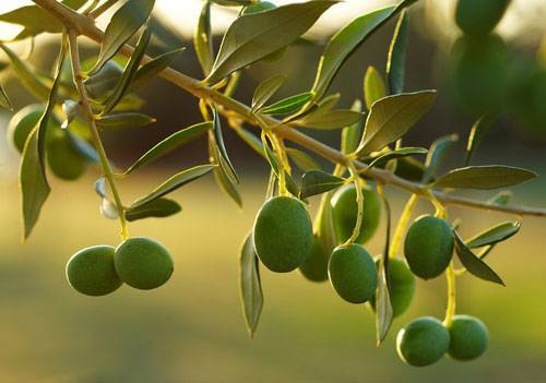 دعوات لتأجيل قطاف الزيتون لمنتصف الشهر المقبل