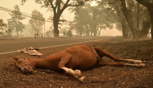 كسر قدم الحصان يؤدي لوفاته .. تعرف على الأسباب