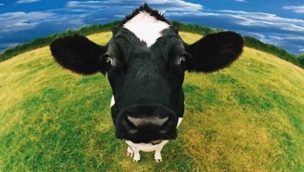 بالفيديو: بقرة تائهة تثير الفوضى في نيويورك!