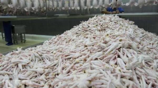 تركيا تبيع الصين أرجل دجاج بقيمة تتجاوز 5 مليون دولار