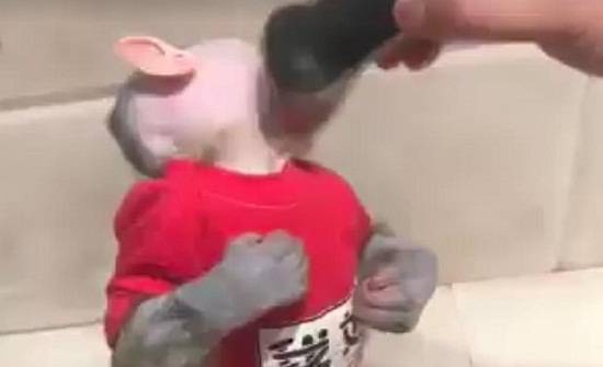 قرد يحلق ذقنه ويرتدي بيجامة وشبشب  فيديو