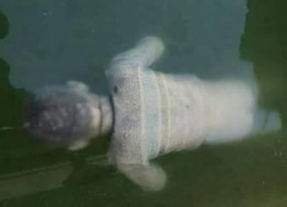 قاتل طفل شرق عمان يروي تفاصيل جديدة أثناء التحقيق معه .!