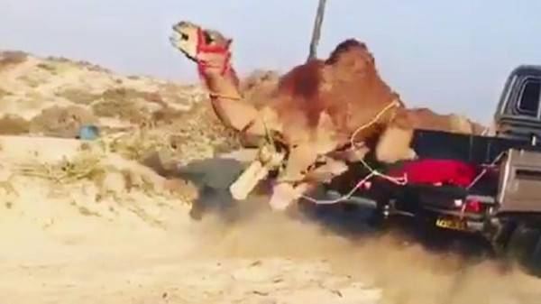 فيديو مروع .. تعذيب جمل مكبل الارجل باسقاطه من بك اب اثناء مسيره
