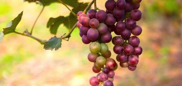 الحكومة تحمي عنب أمريكي