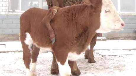 ولادة عجل بـ 5 أرجل! (فيديو)