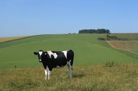 بقر في شواع عمان ..عرفتوا شو اللي صار