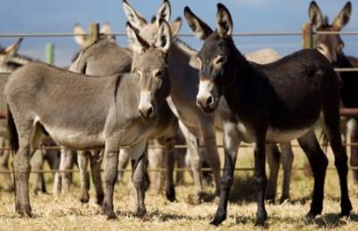 اعتقال ٨ حمير في الهند بسبب الفوضى